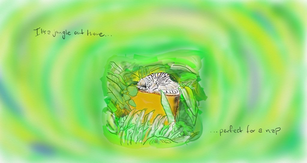 cat nap